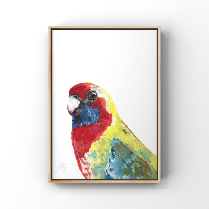 Australian Wildlife Juvenile Crimson Rosella Art