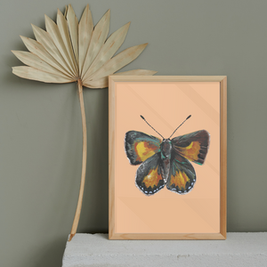 Eltham Copper Butterfly Butterfly Art