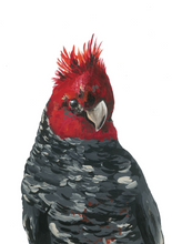 Load image into Gallery viewer, Australian Wildlife Gang Gang Cockatoo Print