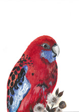 Load image into Gallery viewer, Crimson Rosella | A4 Original Painting