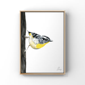 Spotted Pardalote Painting