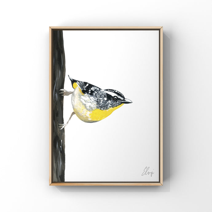 Spotted Pardalote Painting
