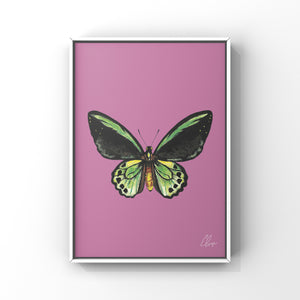 Cairns Birdwing Butterfly Pink Print