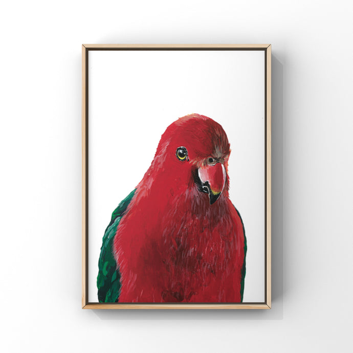 Australian Wildlife King Parrot Print