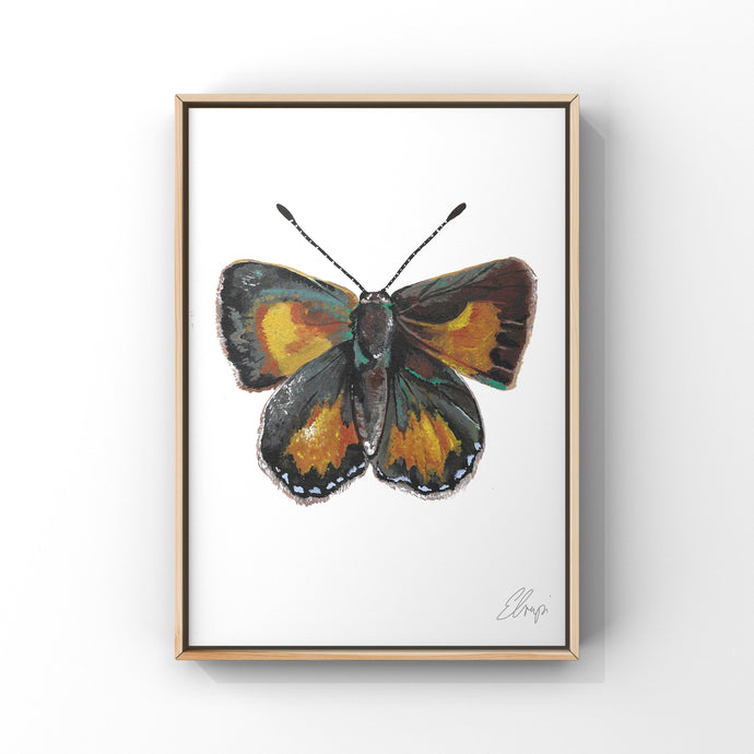 Eltham Copper Butterfly Butterfly Art
