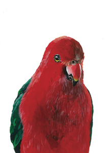 Framed King Parrot Painting