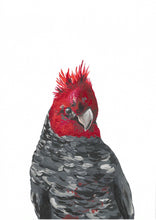 Load image into Gallery viewer, Framed Gang Gang Cockatoo Painting